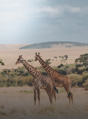 Africa