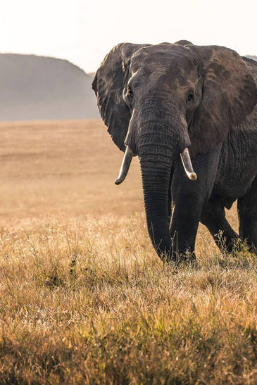 Kenya Safari