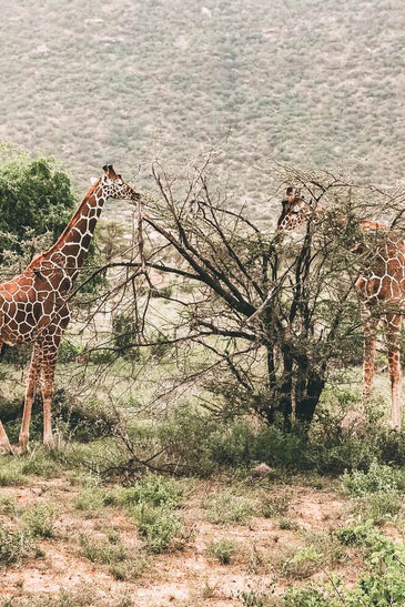 Kenya Safari