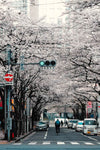 Discover Japan