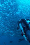 Diving Adventure