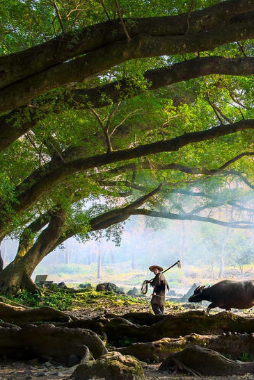 Forest Adventure China