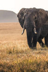 Kenya Safari