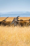 Kenya Safari