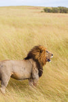 Kenya Safari