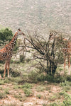 Kenya Safari
