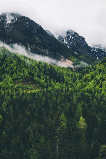 Now You Can Have Your Slovenia